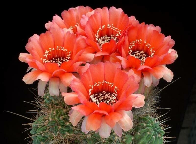 Echinopsis jajoana — search result for 'Echinopsis'