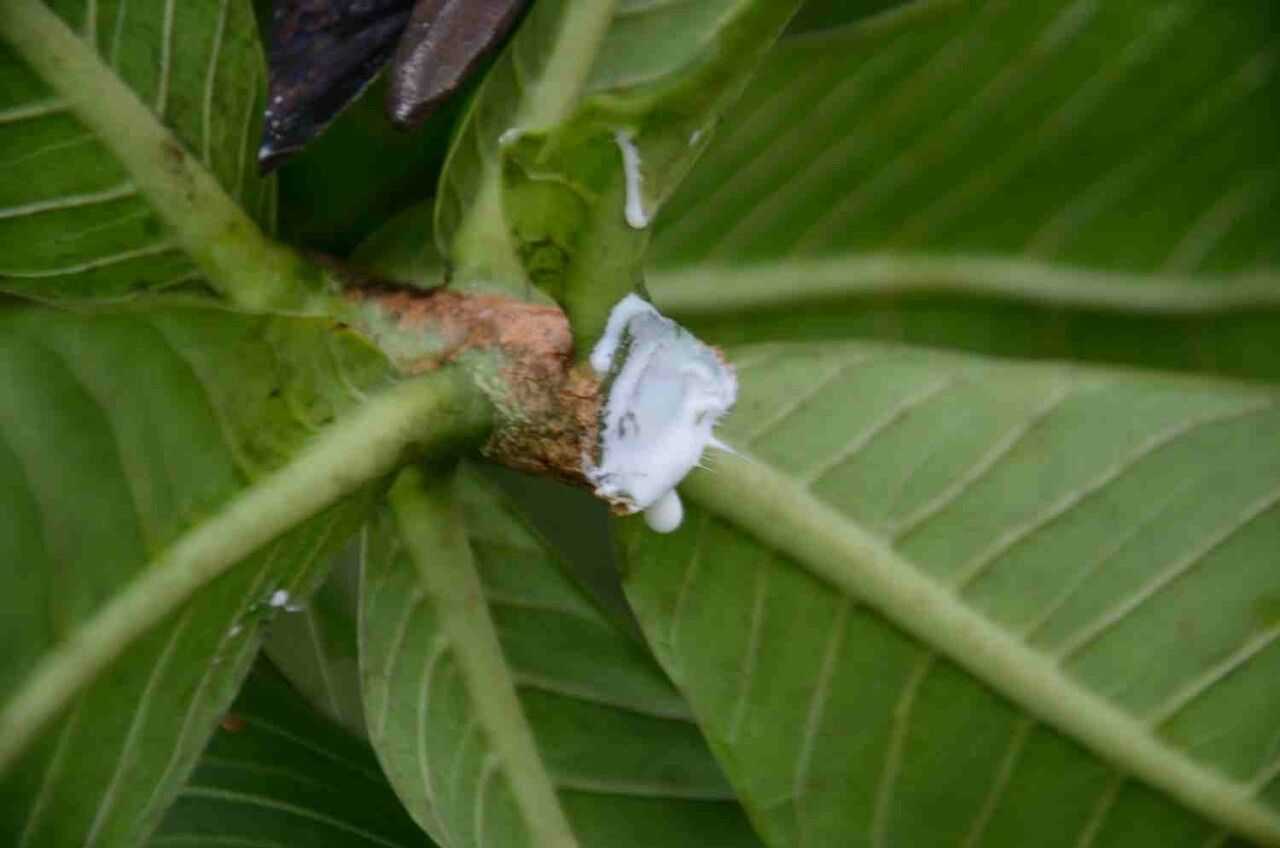 Himatanthus obovatus other
