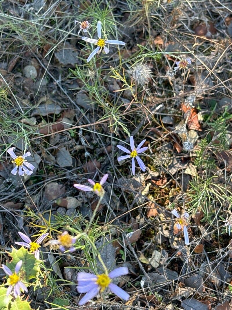 Galatella aragonensis flower
