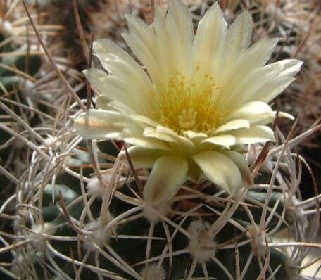 Pediocactus sileri flower