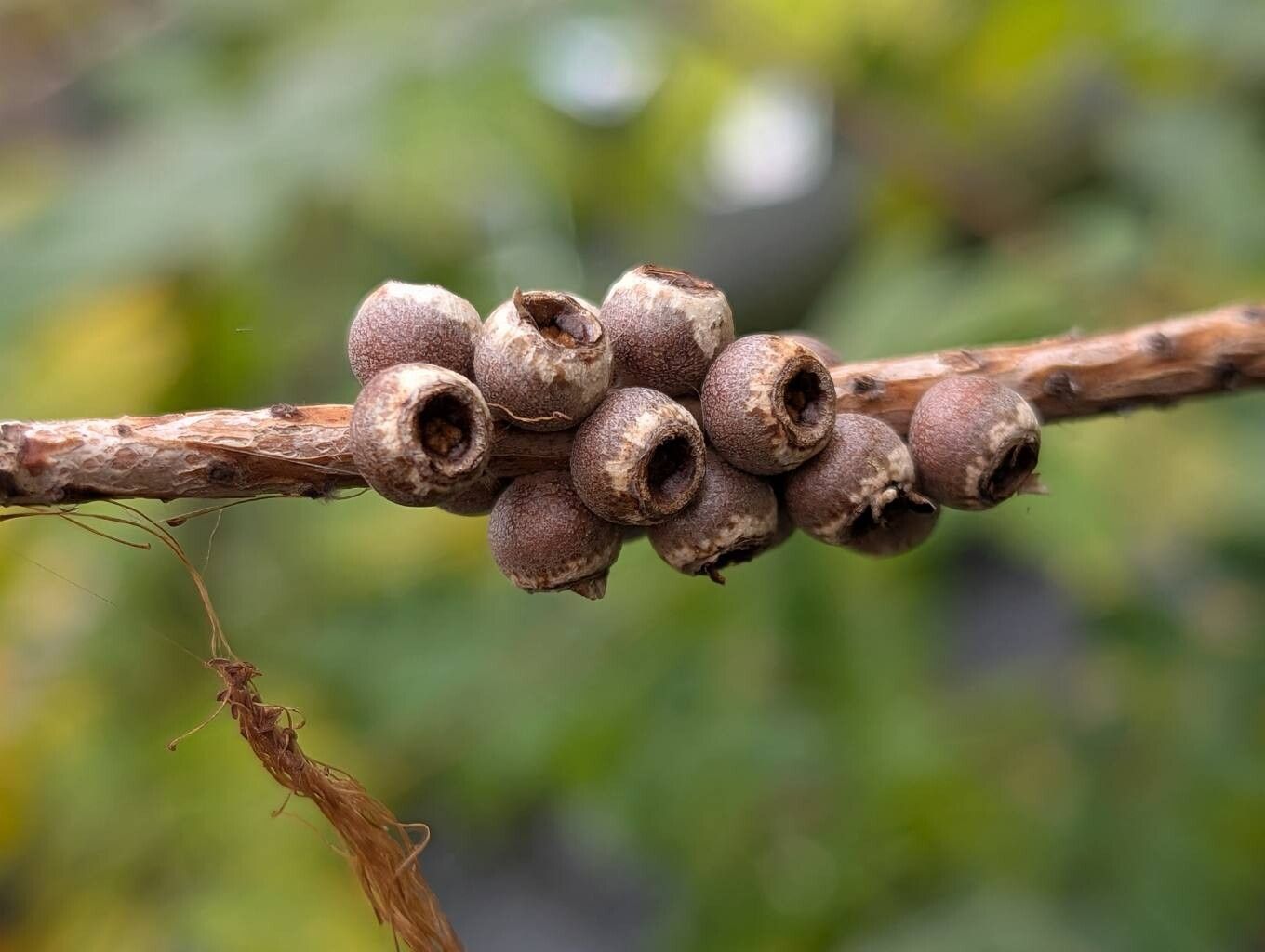 Melaleuca megalongensis fruit