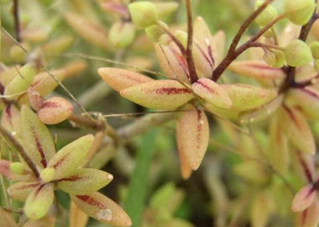 Monanthes anagensis — related species from the same genus