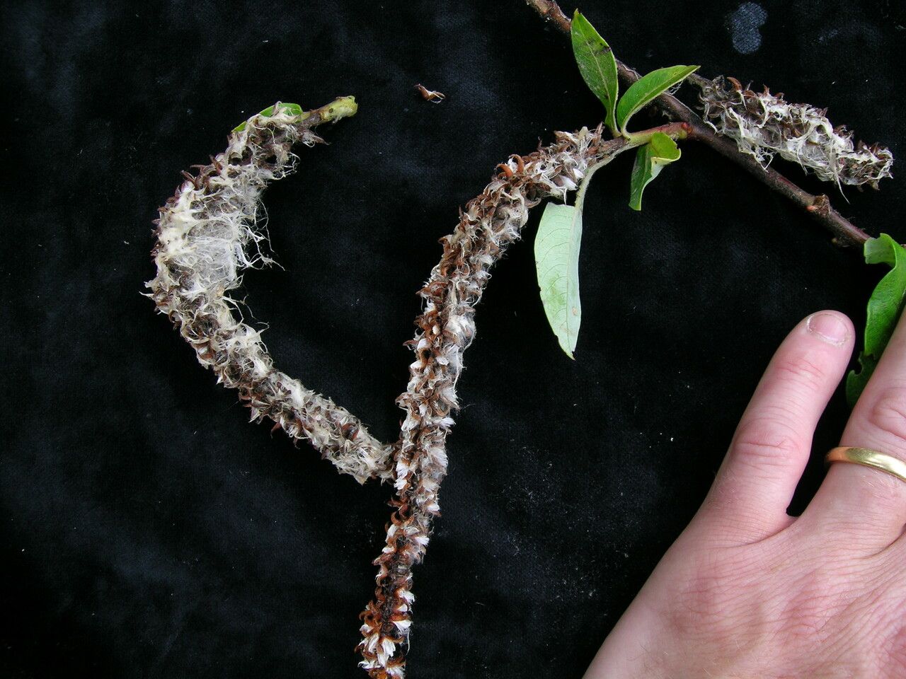 Salix eriostachya other