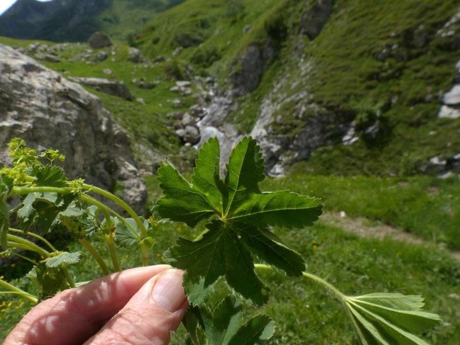 Alchemilla strigosula — search result for 'Alchemilla'