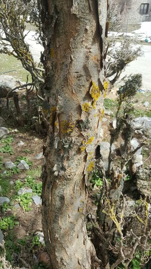 Zelkova abelicea bark