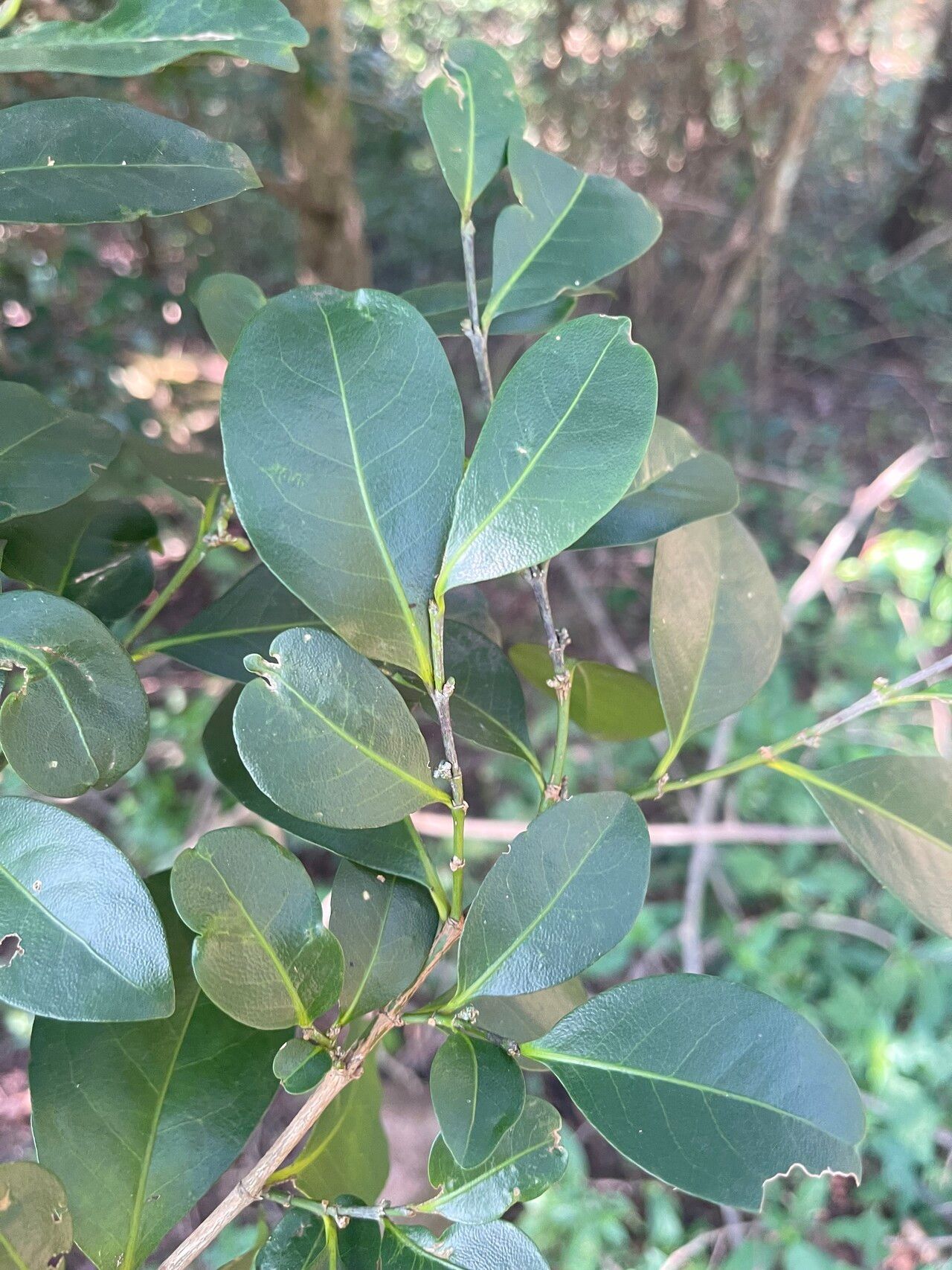 Suregada procera leaf