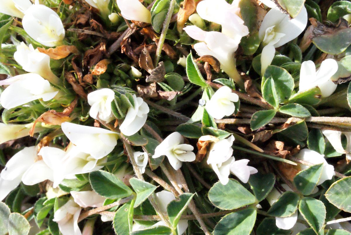 Trifolium uniflorum habit