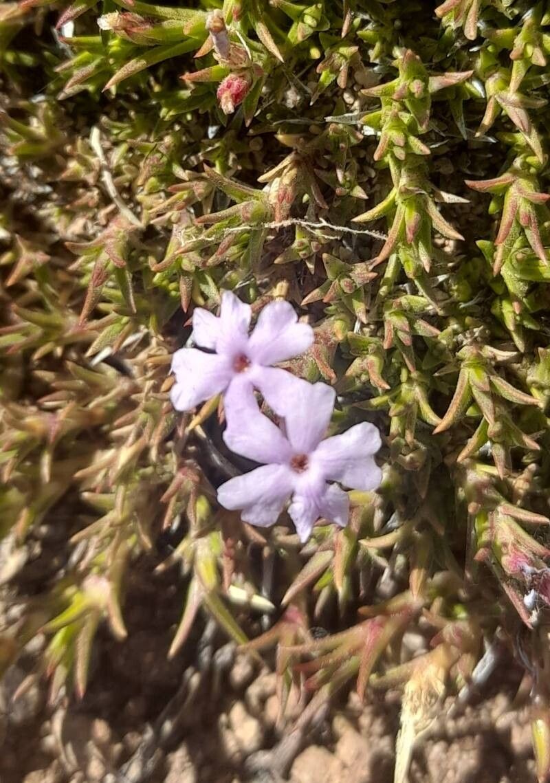 Junellia caespitosa flower