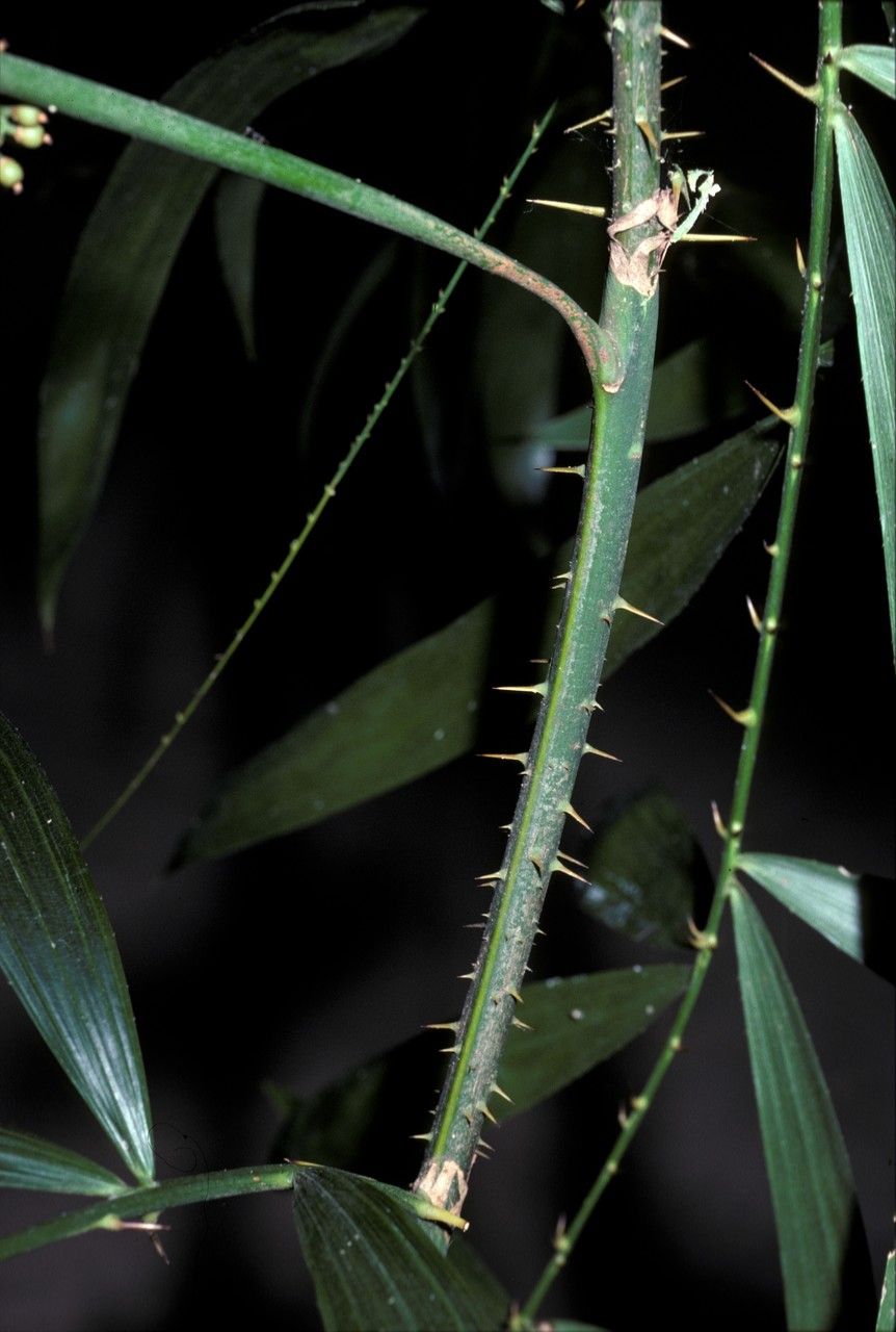 Calamus gracilis leaf