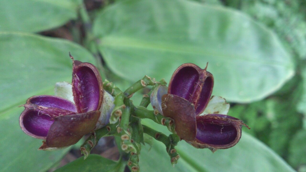 Dichorisandra hexandra fruit