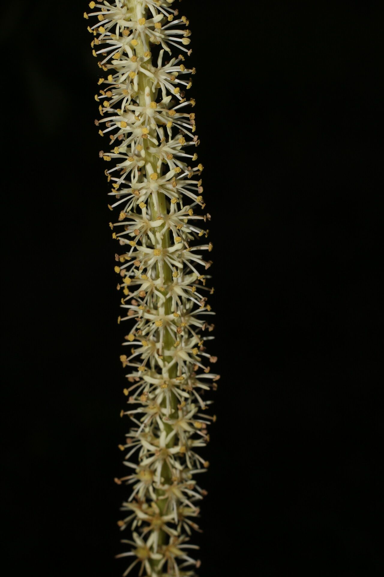 Schoenocaulon officinale flower