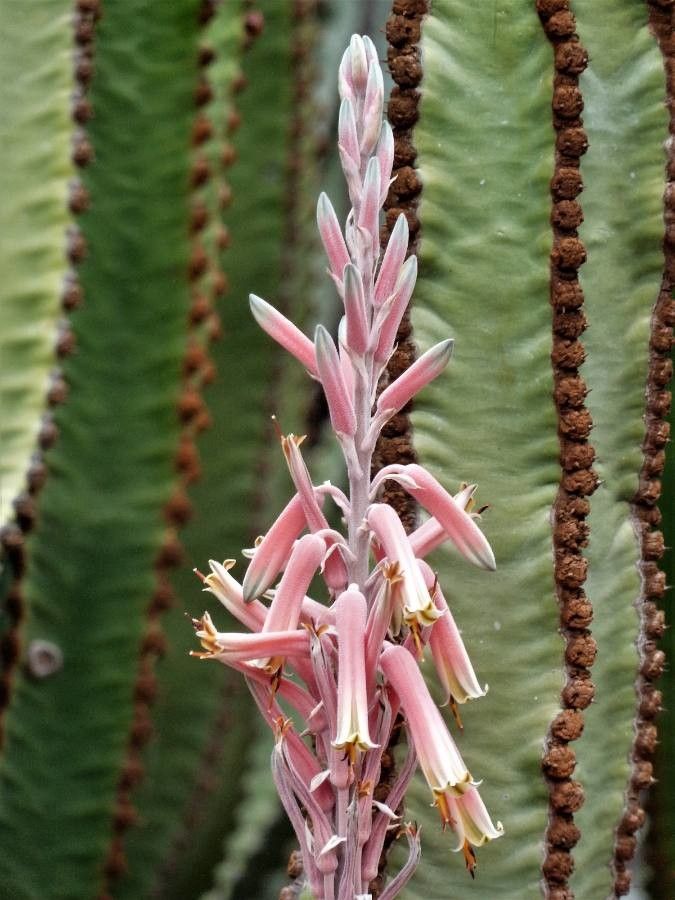 Aloe pubescens — houseplant care guide