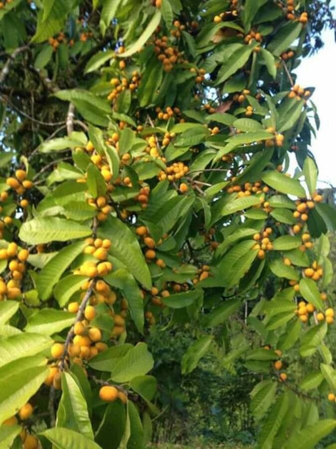 Brosimum lactescens — search result for 'Brosimum'