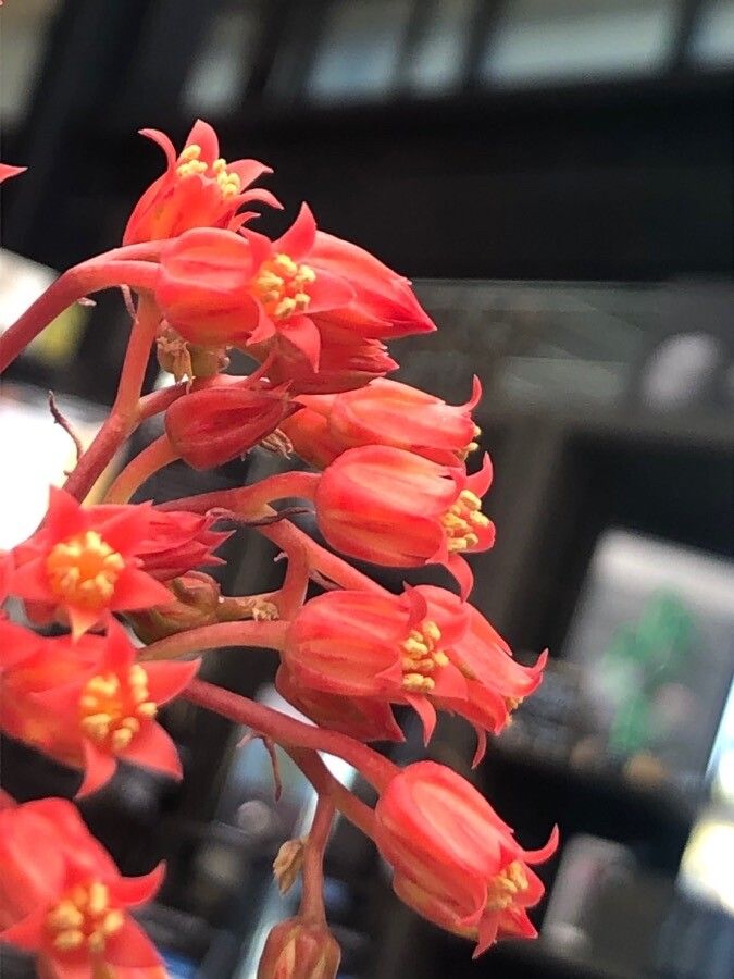 Echeveria affinis flower