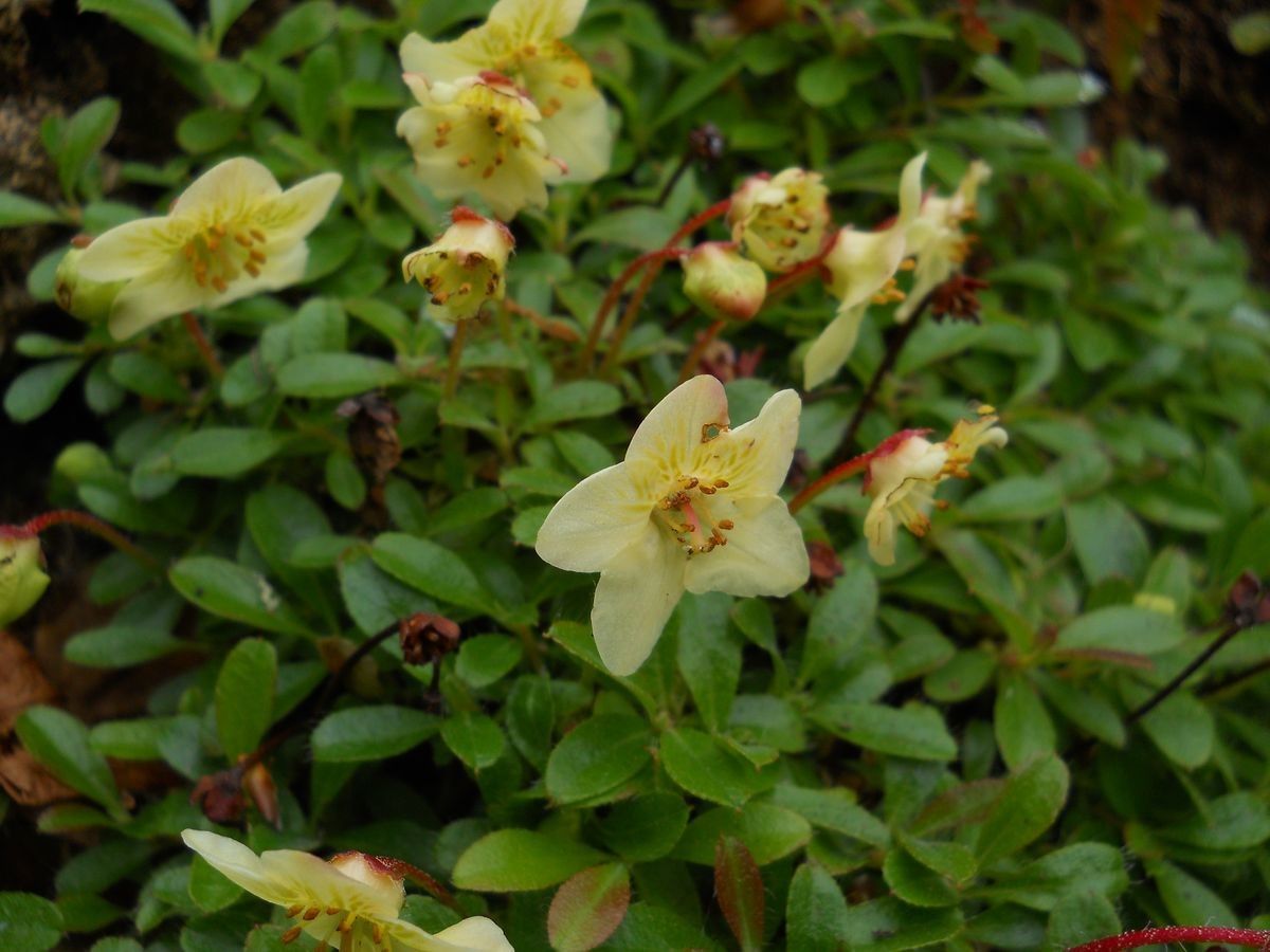 Rhododendron lowndesii habit