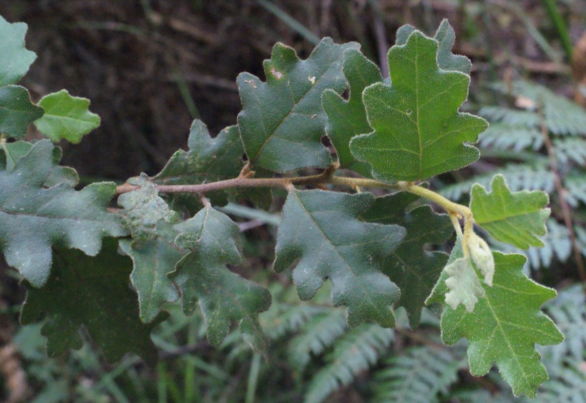 Chorilaena quercifolia — houseplant care guide