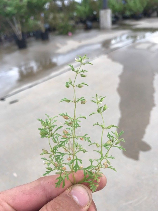 Leucospora multifida leaf