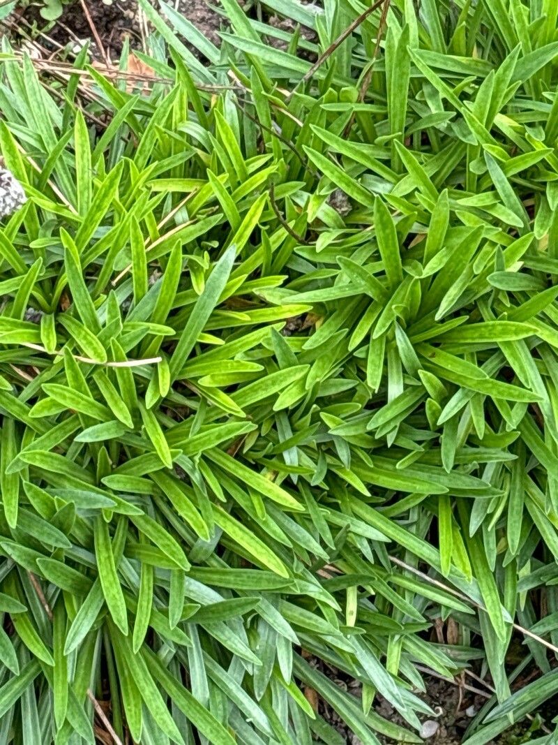 Armeria trachyphylla — houseplant care guide