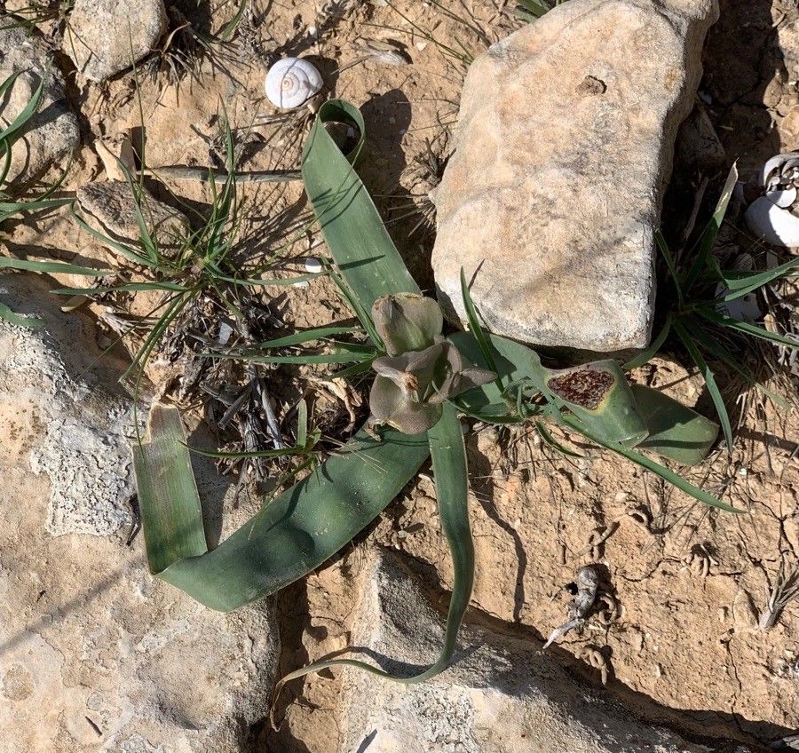 Bellevalia desertorum fruit