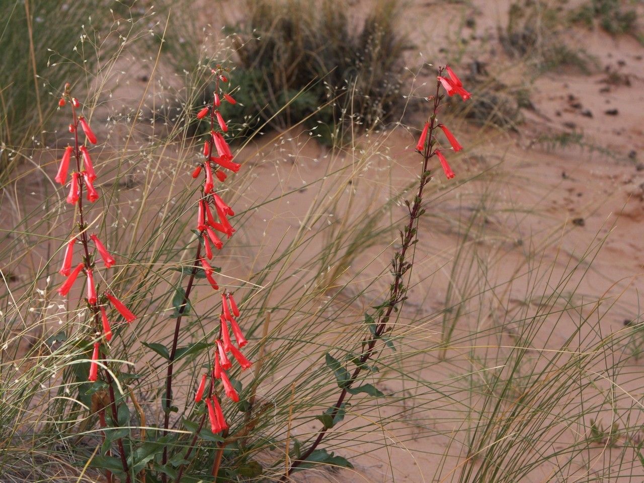 Penstemon eatonii habit