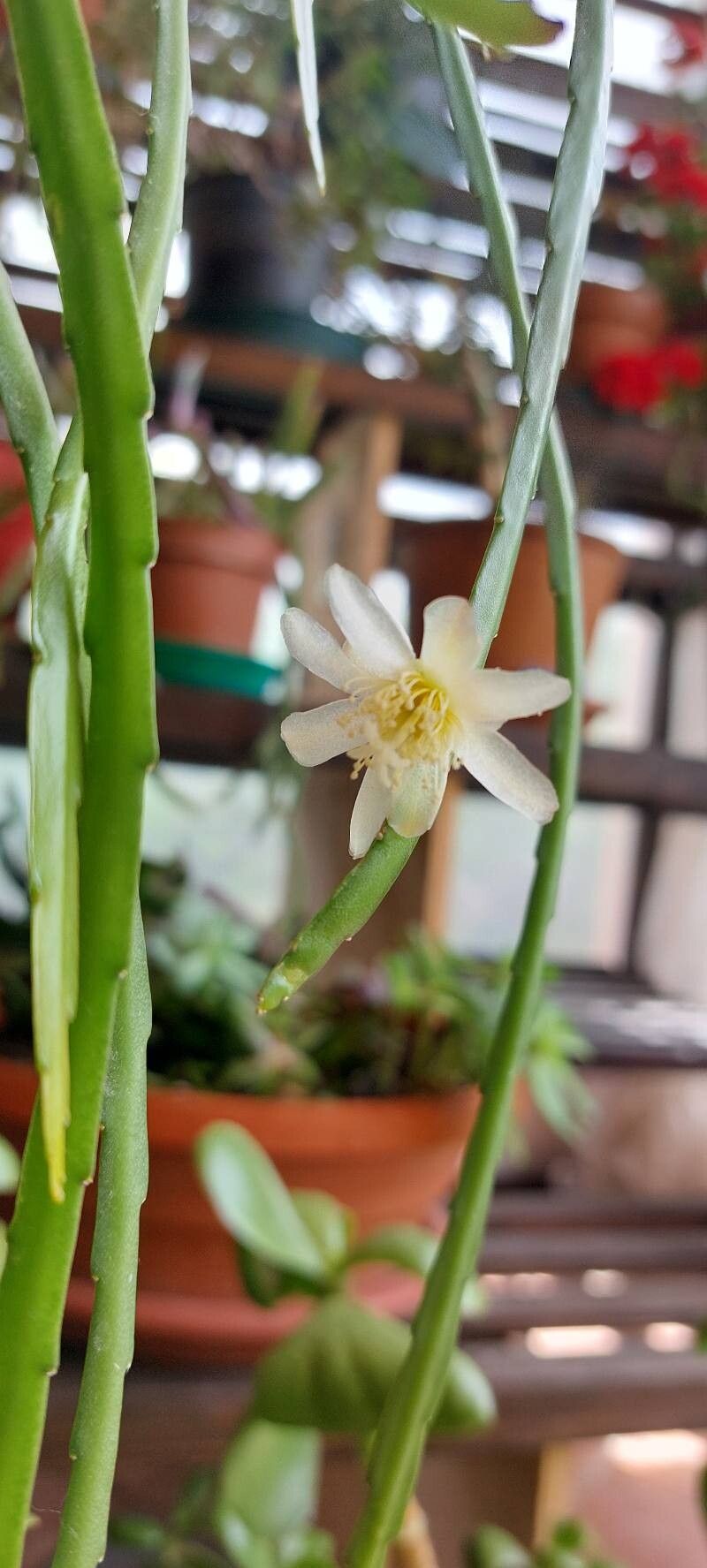Pfeiffera boliviana flower