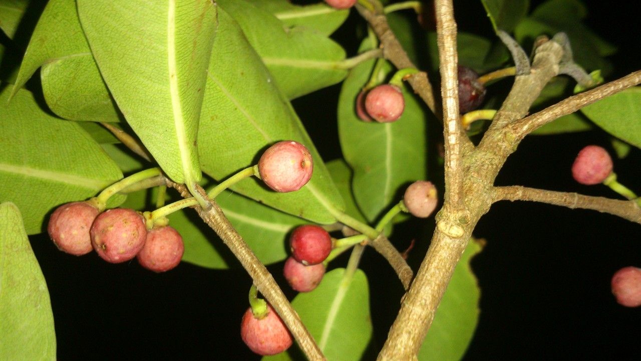 Ficus americana fruit