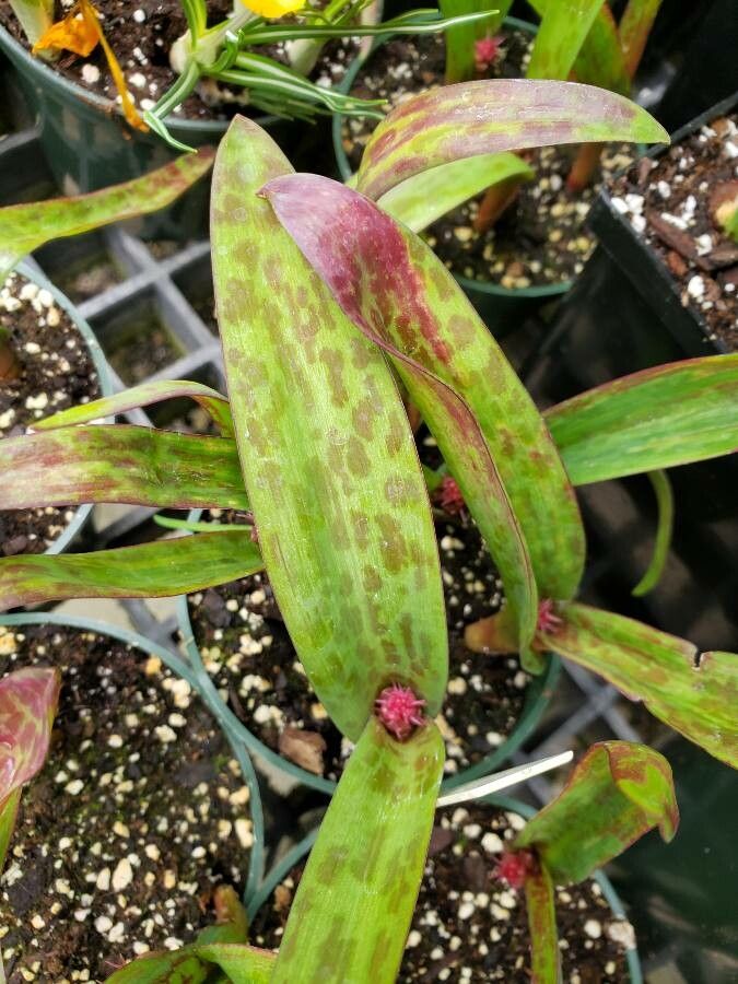 Lachenalia aloides — houseplant care guide