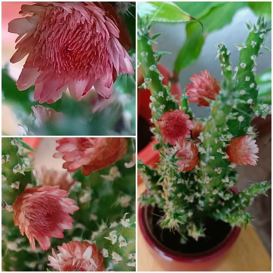 Opuntia subulata flower