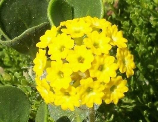Abronia latifolia flower