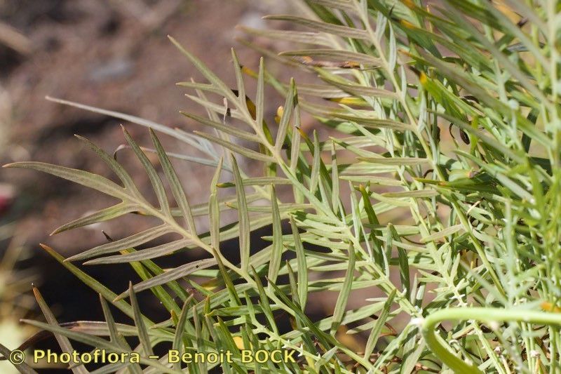 Sonchus arboreus habit