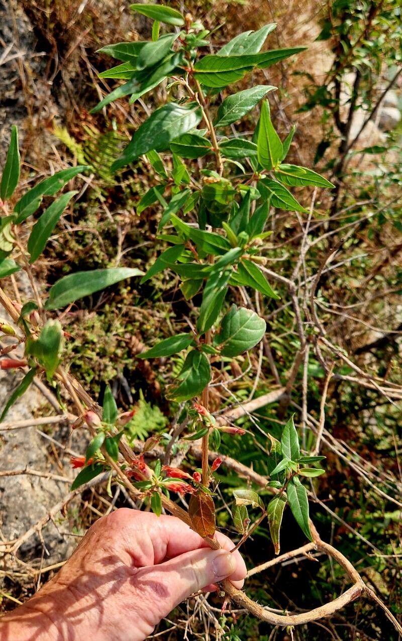 Woodfordia uniflora leaf