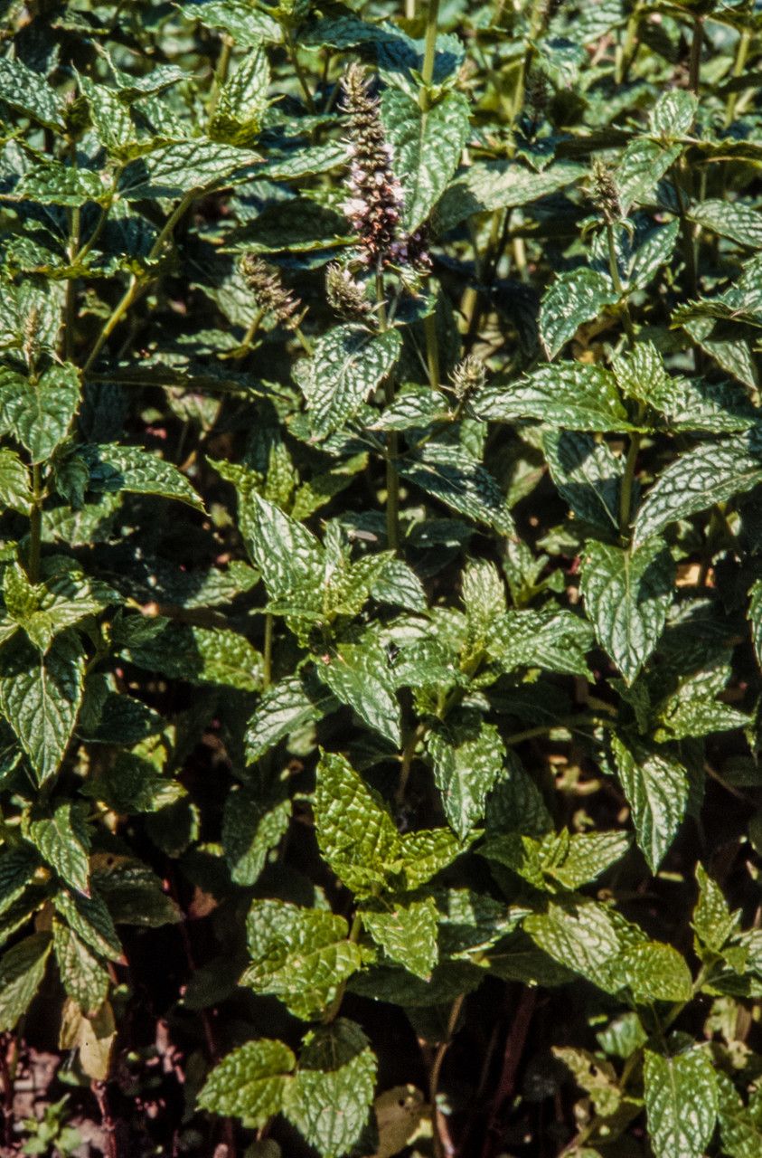 Mentha × piperita flower