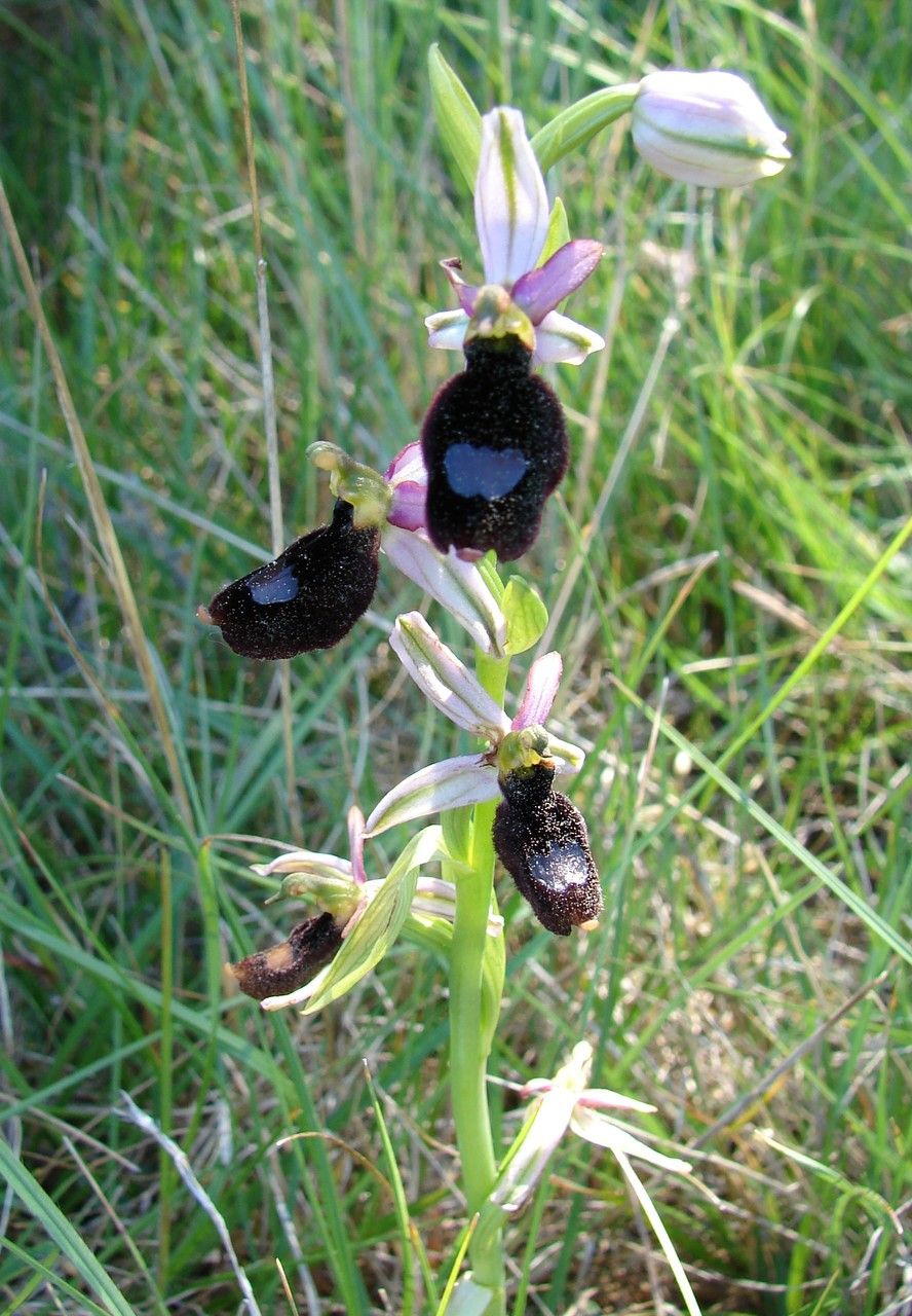 Ophrys saratoi habit