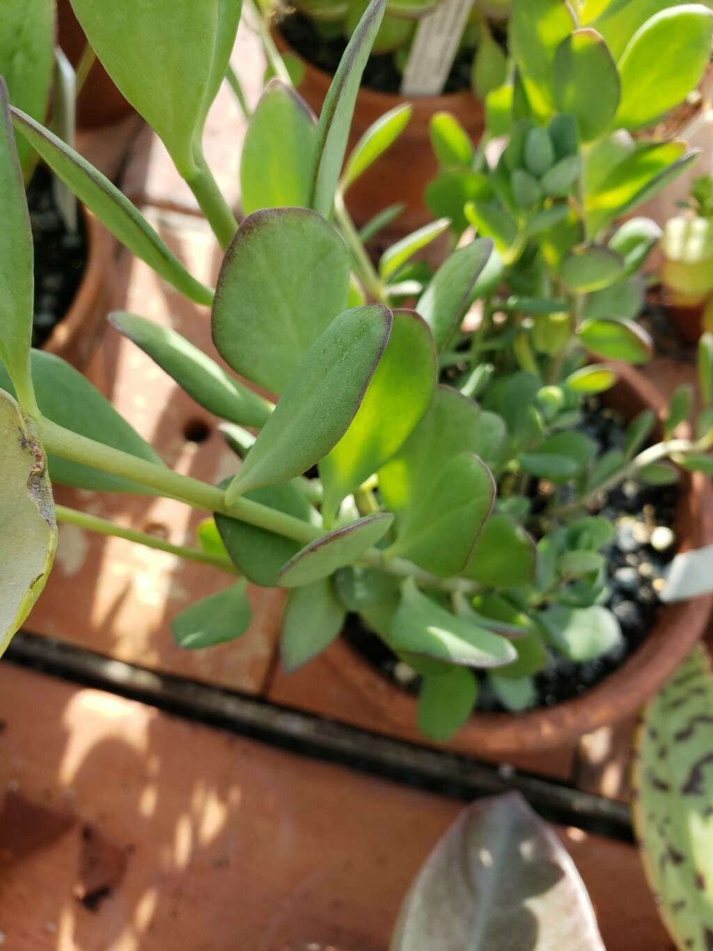 Kalanchoe robusta leaf