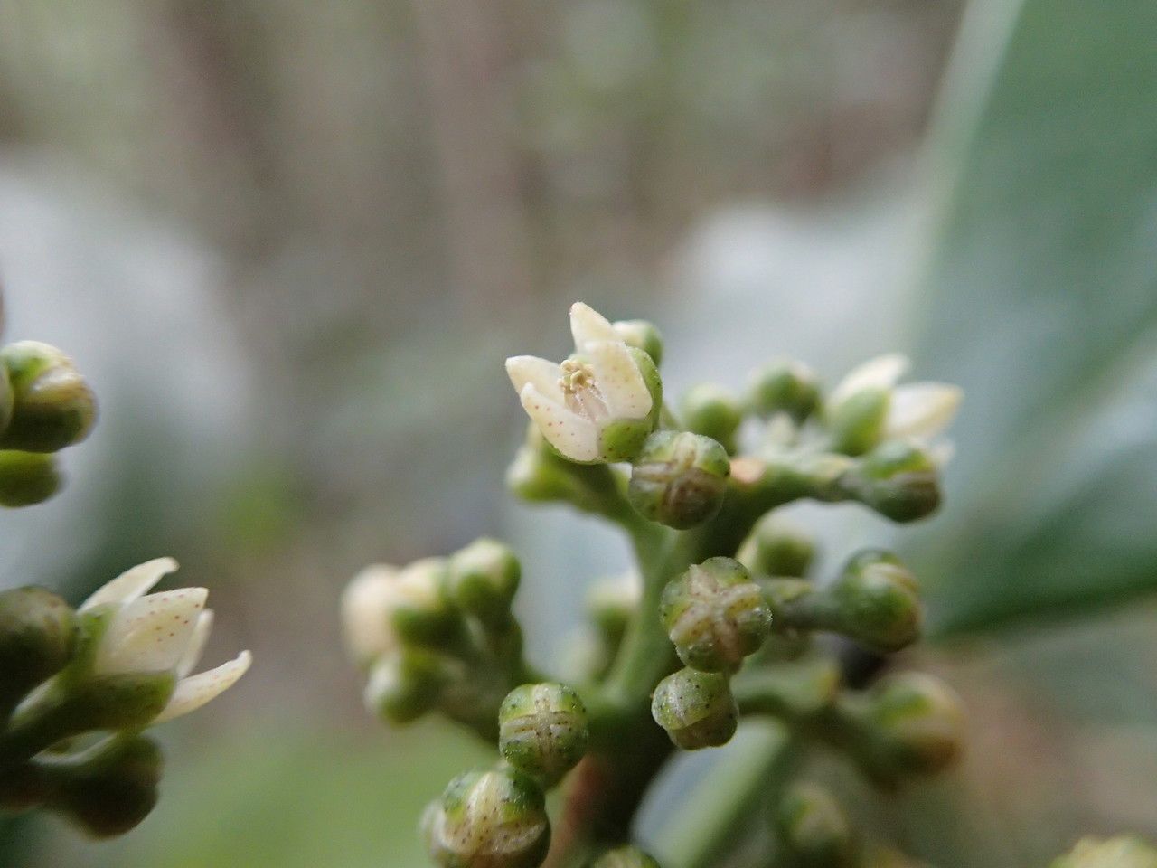 Sarcomelicope argyrophylla flower