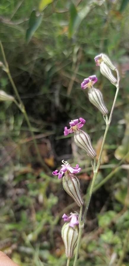 Silene secundiflora flower