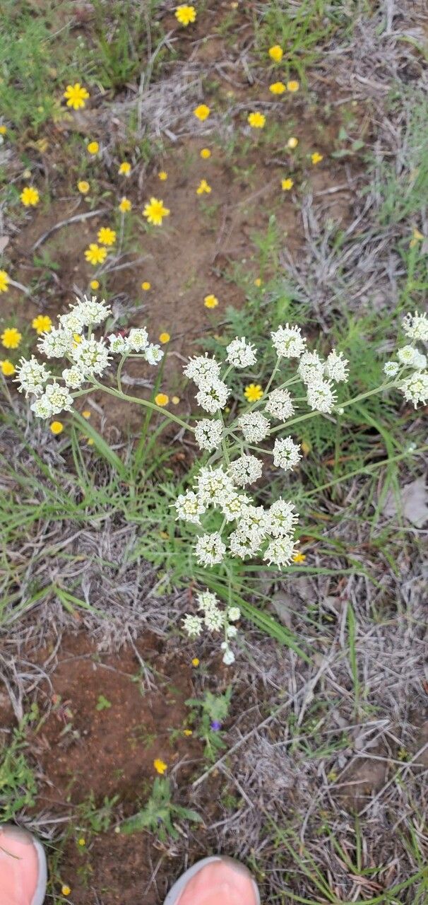 Hymenopappus scabiosaeus flower