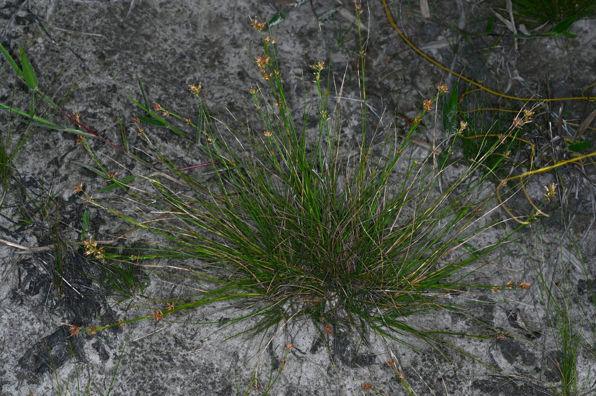 Rhynchospora riparia habit