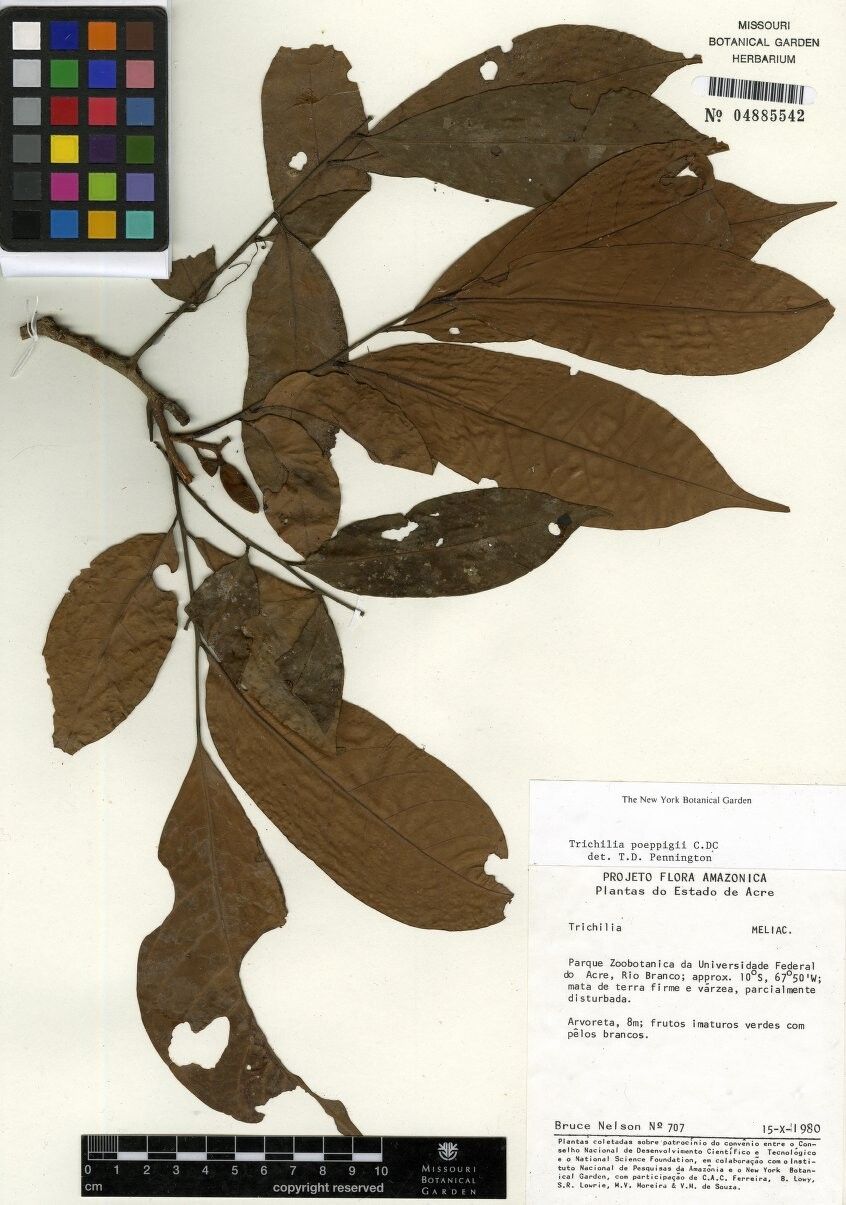 Trichilia poeppigii — houseplant care guide