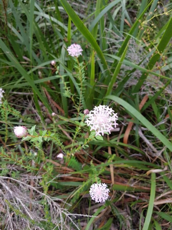 Pimelea hispida — search result for 'Thymelaeaceae'