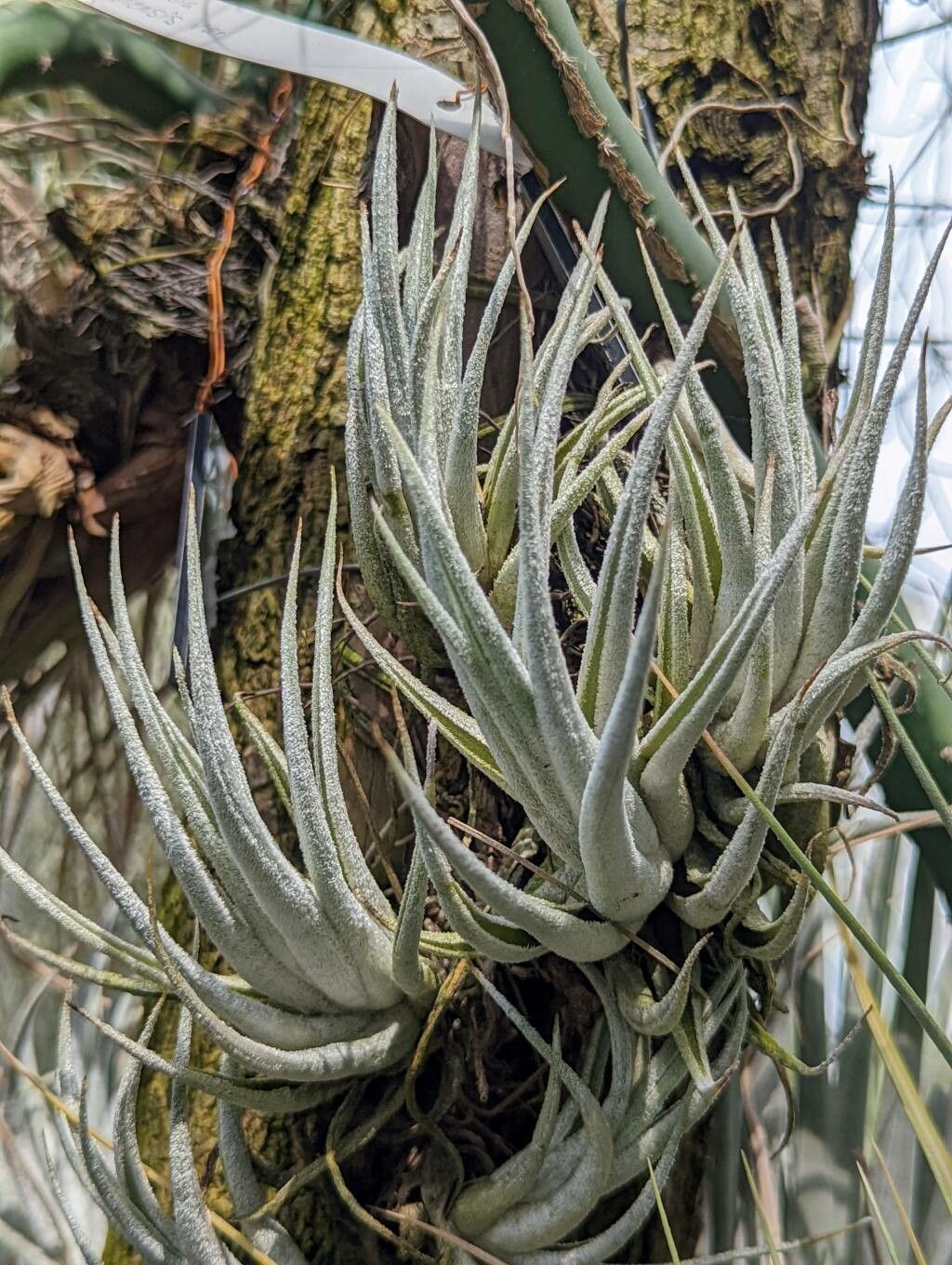 Tillandsia pueblensis habit