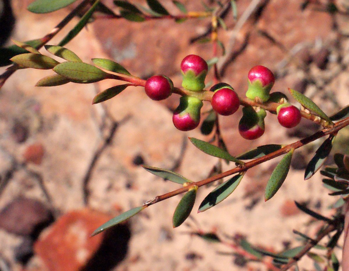 Melaleuca radula fruit