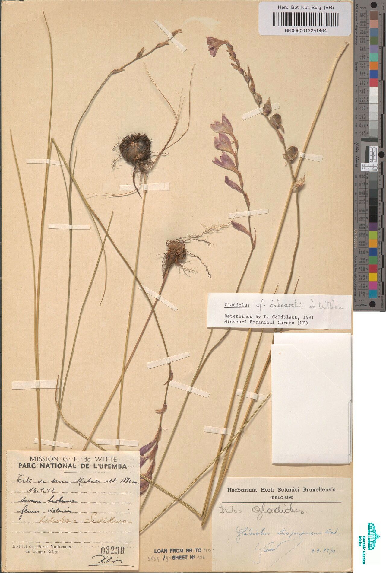 Gladiolus debeerstii — search result for 'Gladiolus'