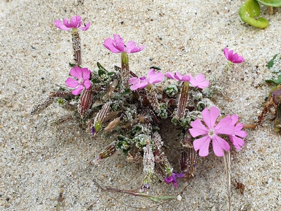 Silene littorea flower