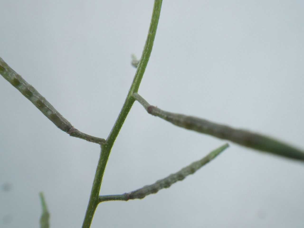 Brassica procumbens fruit
