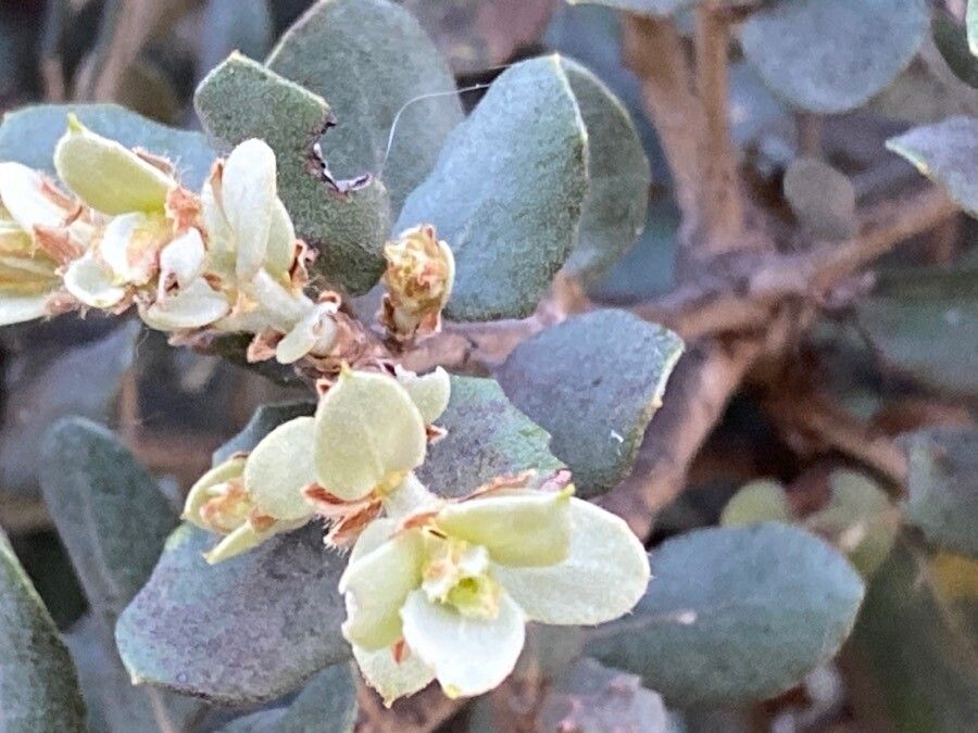 Quercus turbinella flower