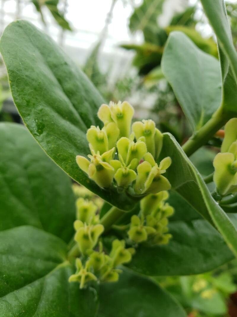 Macleania smithiana fruit