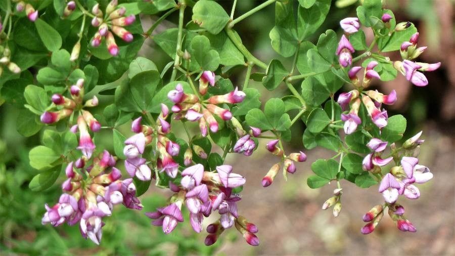Dorycnium spectabile flower