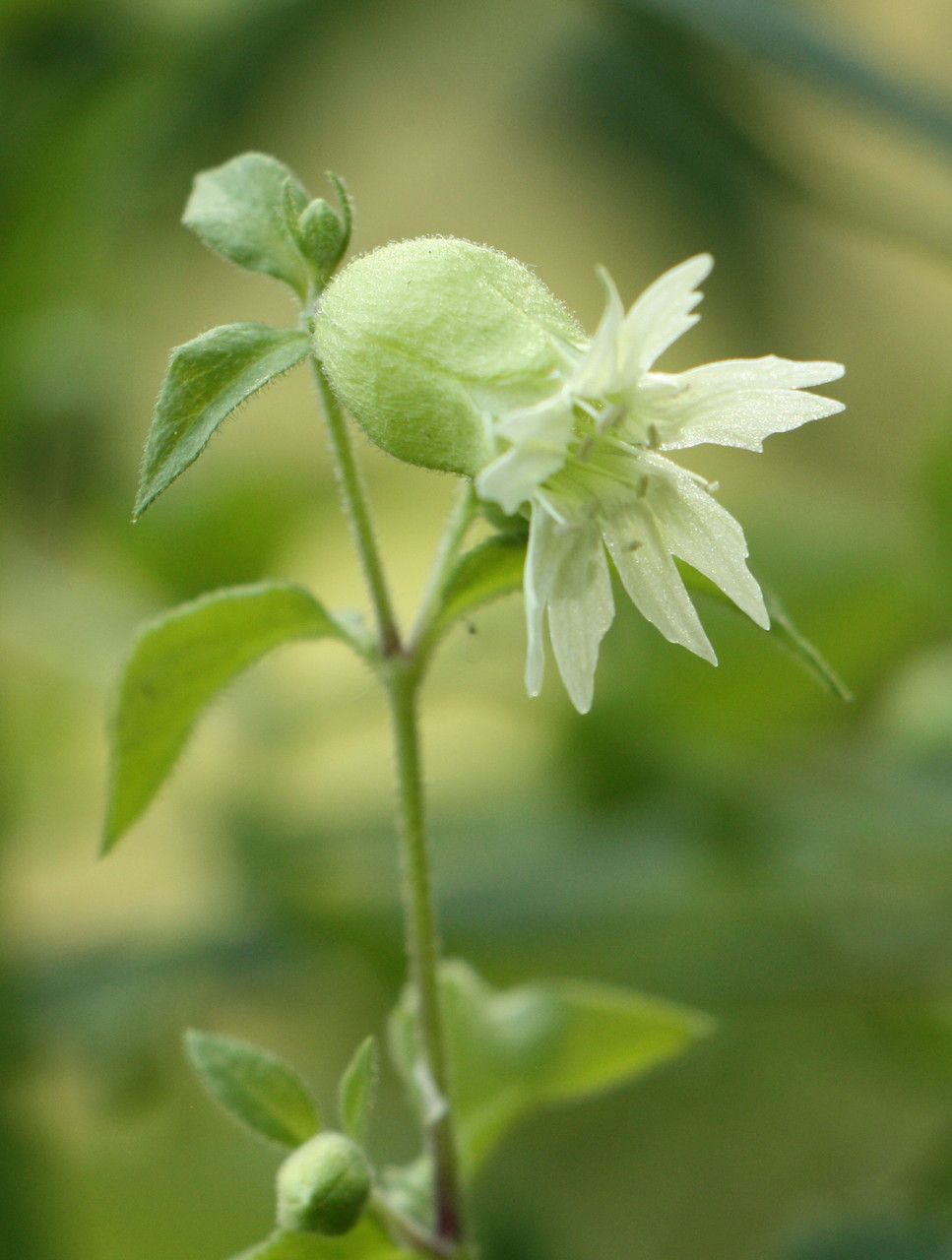 Cucubalus baccifer flower