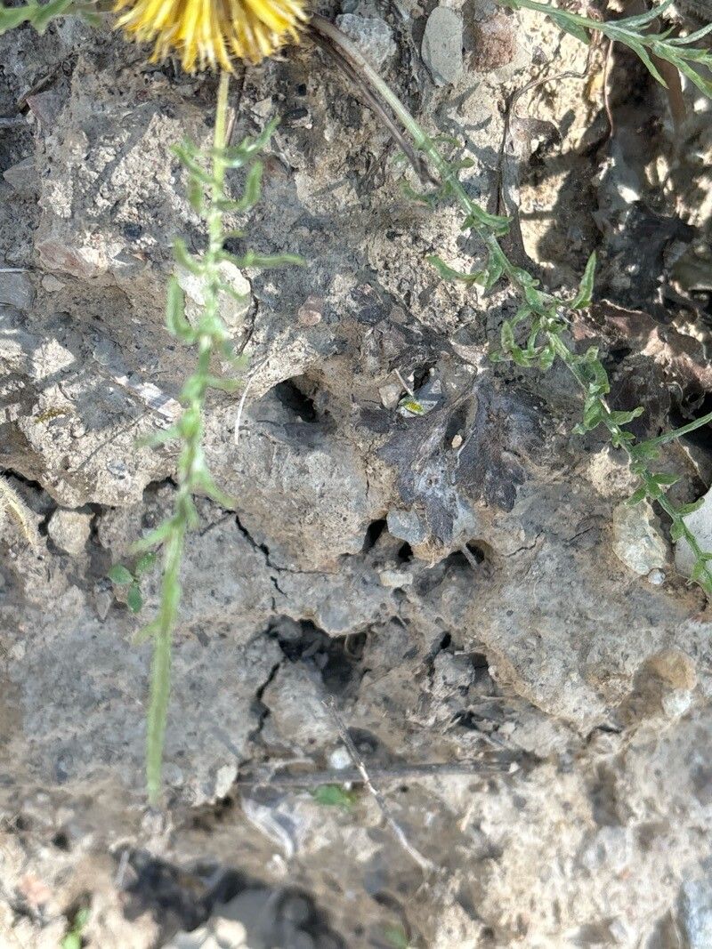 Centaurea toletana — houseplant care guide